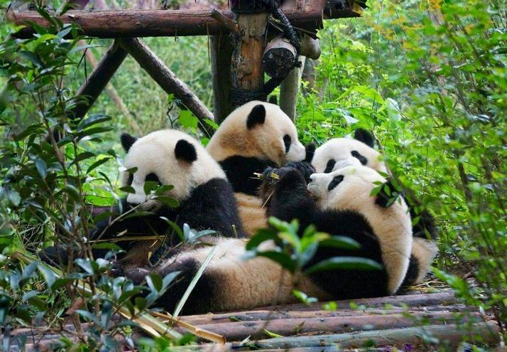 Trùng Khánh - Cửu Trại Câu - Đô Giang Yển - Thành Đô 6N5Đ