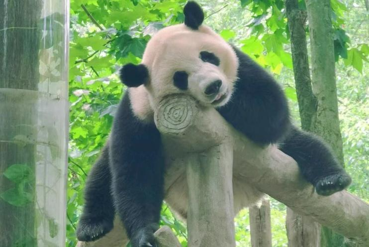 Trùng Khánh - Cửu Trại Câu - Đô Giang Yển - Thành Đô 6N5Đ
